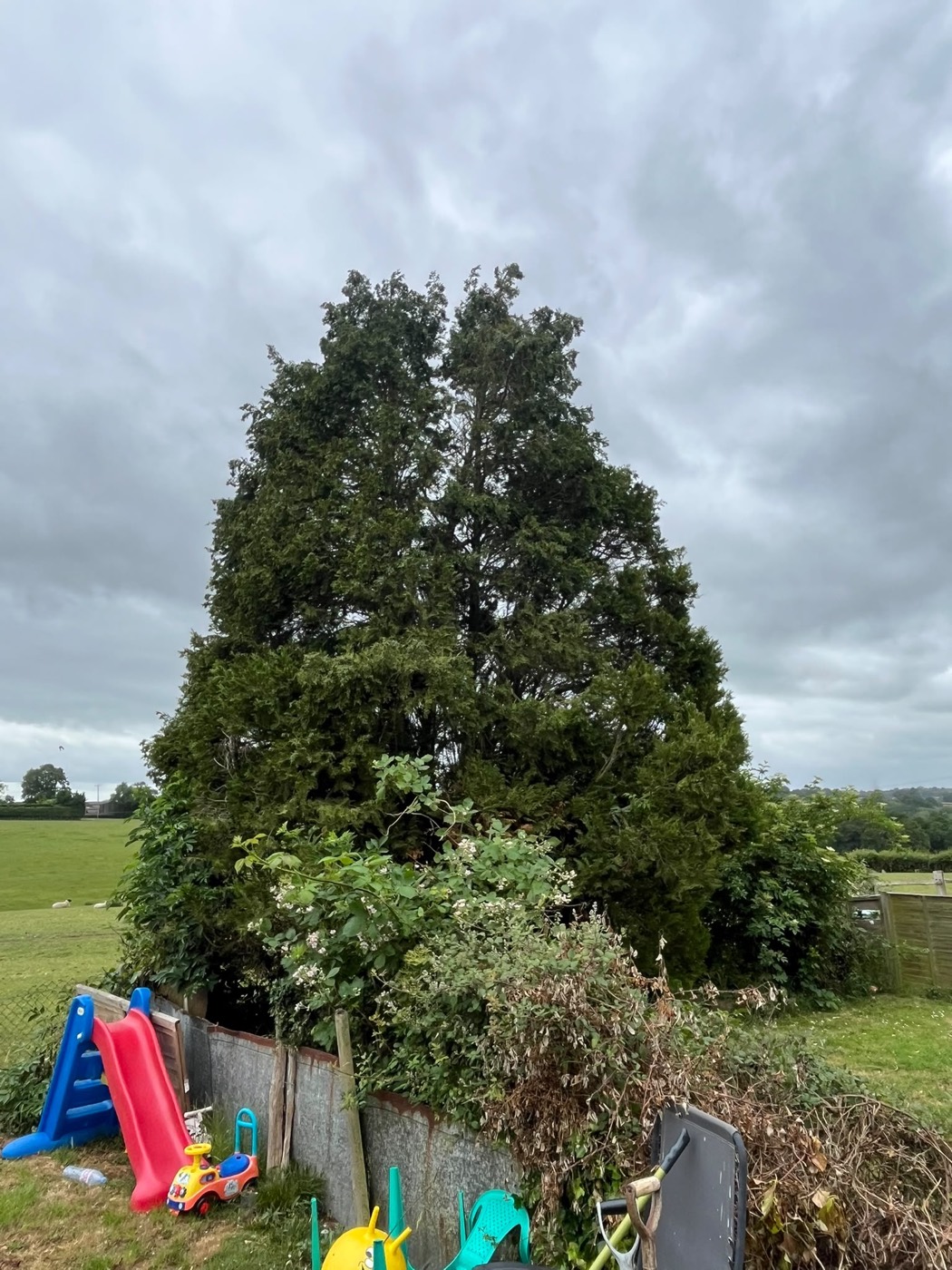 Large overgrown conifers being removed